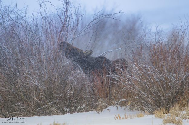 Snowy Moose Chomper. Photo by Dave Bell.