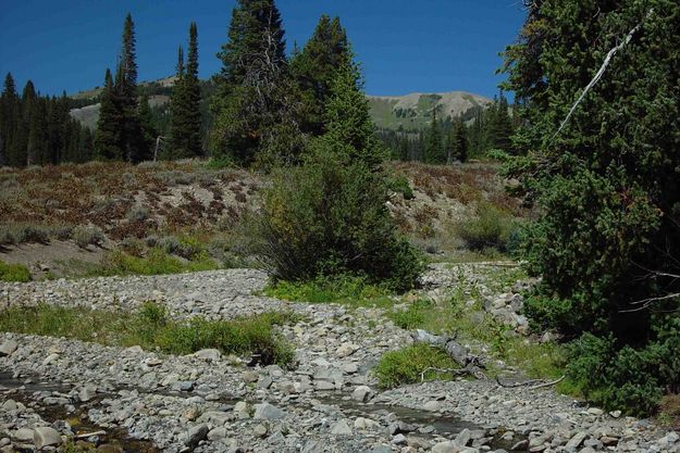 Horse Creek Tributary. Photo by Dave Bell.