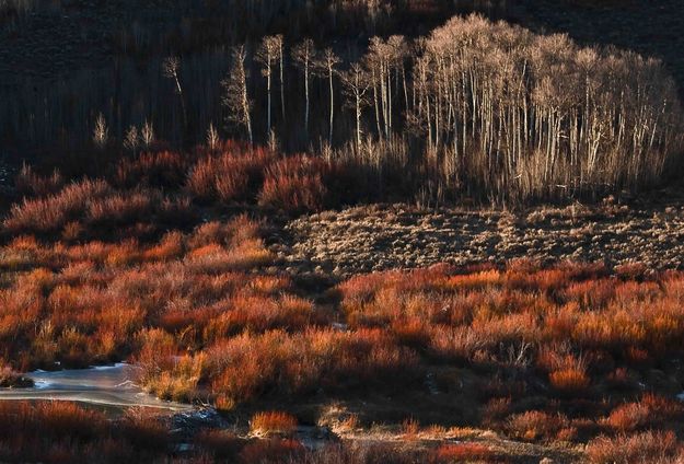 Beaver Dam-Willows and Aspen. Photo by Dave Bell.