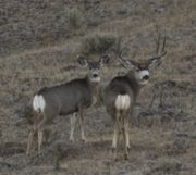 Nice Mule Deer Buck. Photo by Dave Bell.