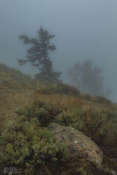 Foggy Silhouette. Photo by Dave Bell.