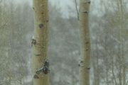 Focus On The Snowflakes. Photo by Dave Bell.