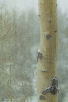 Wintry Aspen. Photo by Dave Bell.