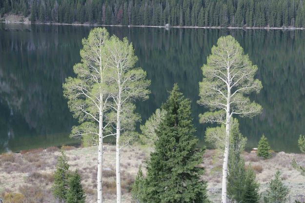 Spring Aspen and Reflection In Lower Green River Lake. Photo by Dave Bell.