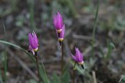 Purple Spring Flowers. Photo by Dave Bell.