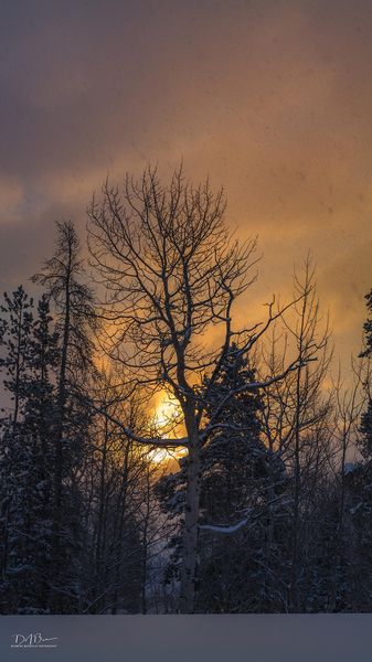 Morning Glory. Photo by Dave Bell.