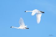 Honk When Passing. Photo by Dave Bell.