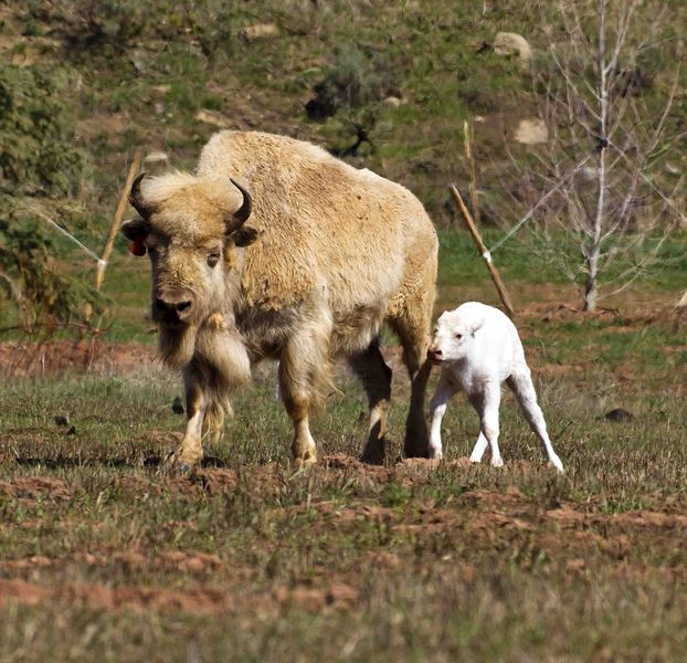 Mama And Calf. Photo by Dave Bell.