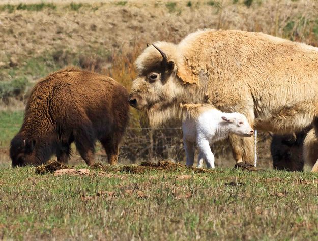 White Bison Calf. Photo by Dave Bell.