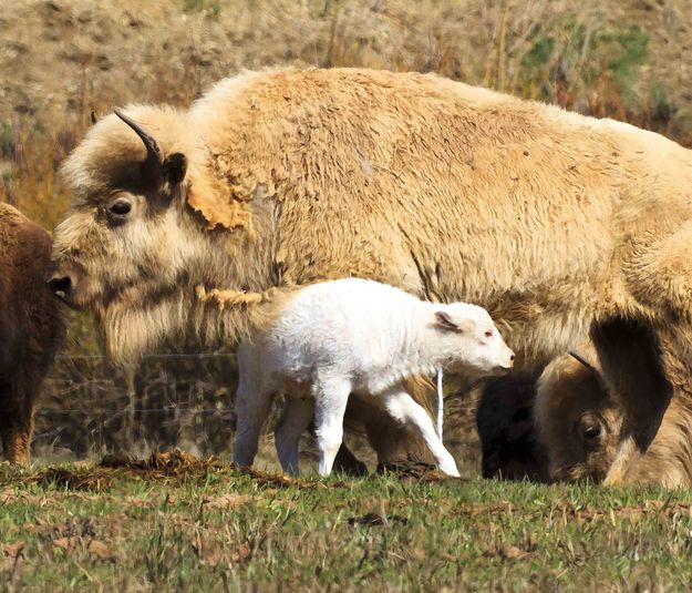 White Bison Calf. Photo by Dave Bell.