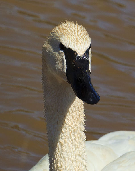 Swan Face. Photo by Dave Bell.