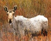 Ghost Moose. Photo by Dave Bell.