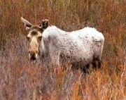 White Colored Moose. Photo by Dave Bell.