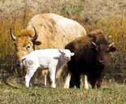 Three Sizes, Three Colors!. Photo by Dave Bell.