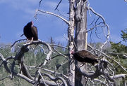 Vultures. Photo by Dave Bell.