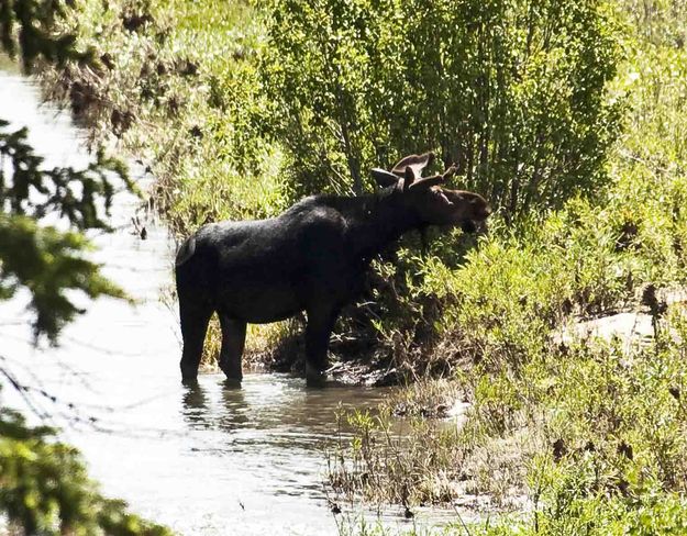 Bullwinkle Browsing. Photo by Dave Bell.