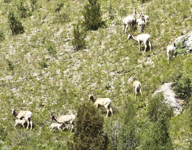 7 Moms; 5 Babies. Photo by Dave Bell.