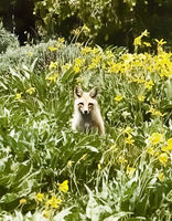 Fox Staredown. Photo by Dave Bell.