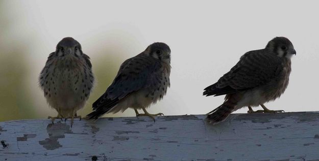 Three In A Row. Photo by Dave Bell.