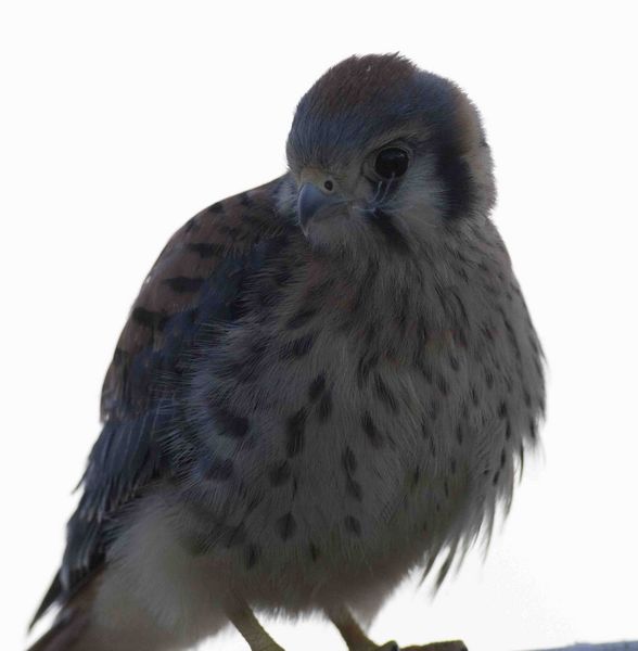 Chick Posing. Photo by Dave Bell.