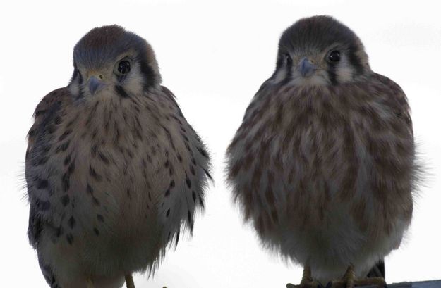 Buddies. Photo by Dave Bell.