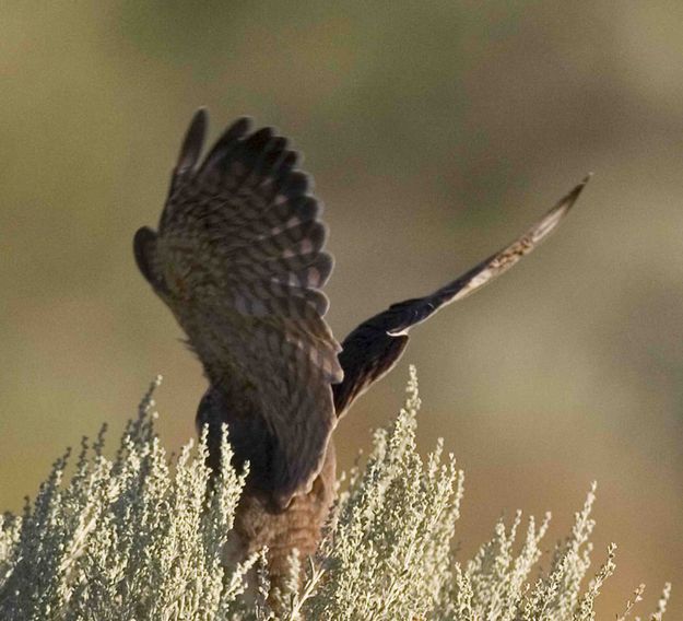 Up and Away. Photo by Dave Bell.