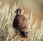 In The Sage. Photo by Dave Bell.