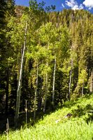 Lush Super Green Forests and Grasses. Photo by Dave Bell.