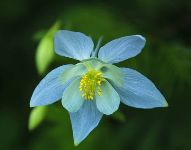 Columbine. Photo by Dave Bell.