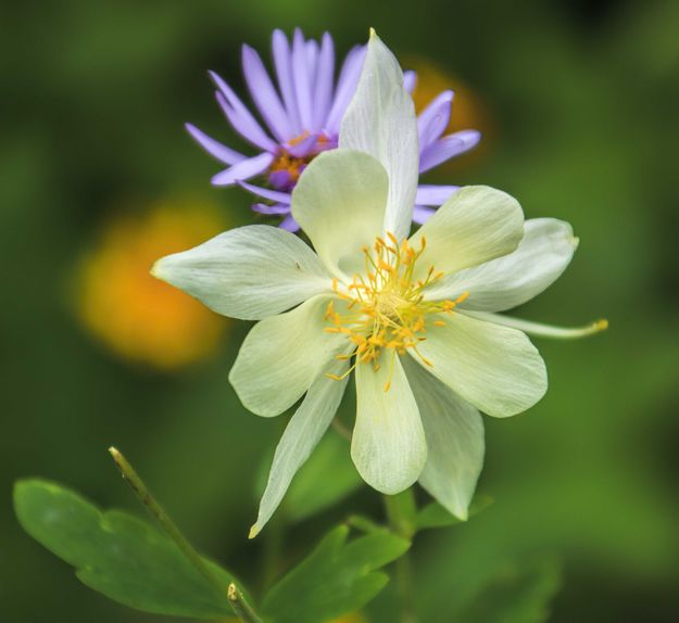 Backflowered Columbine. Photo by Dave Bell.