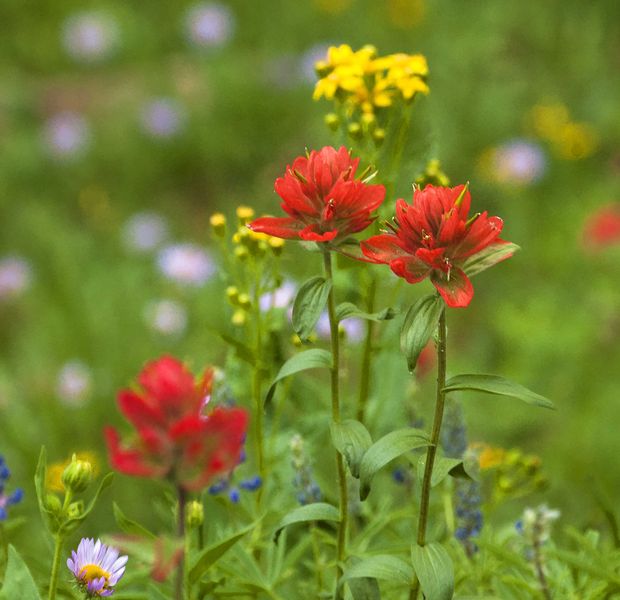 Paintbrushes. Photo by Dave Bell.