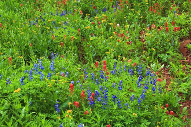 Color-A-Plenty. Photo by Dave Bell.