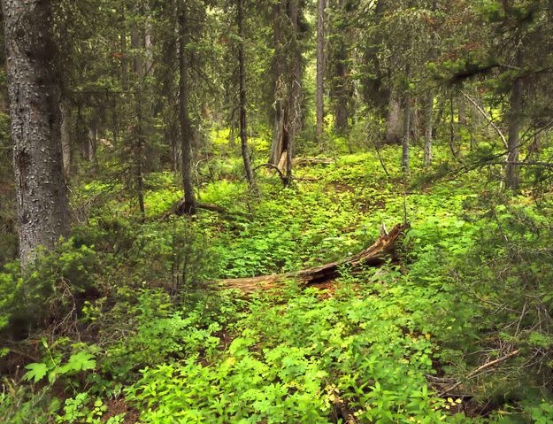 Deep Forest Scene Working Hard. Photo by Dave Bell.