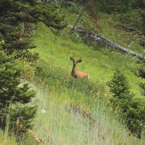 Very Curious. Photo by Dave Bell.