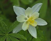 Columbine. Photo by Dave Bell.