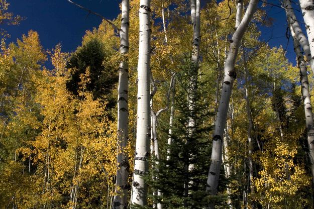 Yellow Aspen. Photo by Dave Bell.