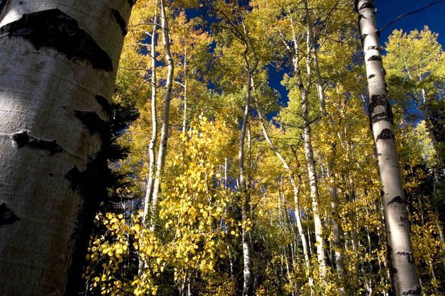 Fall Aspen. Photo by Dave Bell.