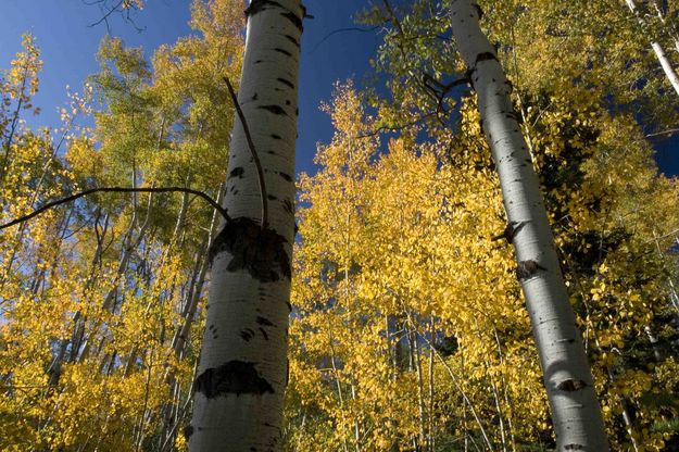 Golden Aspen. Photo by Dave Bell.