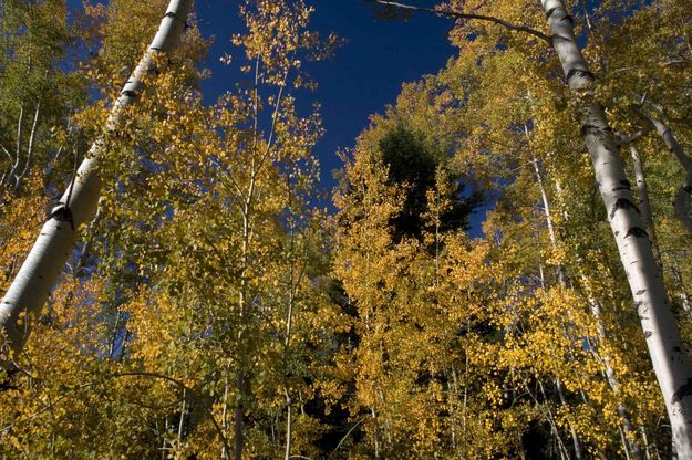 Aspen and Blue Sky. Photo by Dave Bell.