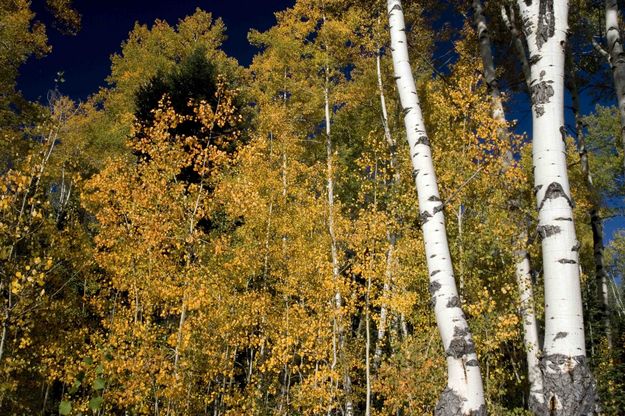 Changing Colors. Photo by Dave Bell.