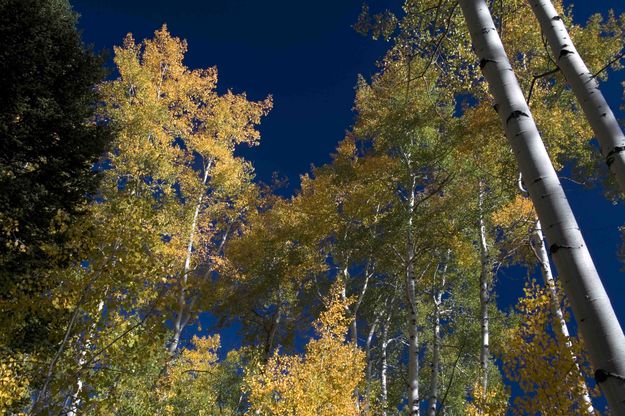 Aspen. Photo by Dave Bell.