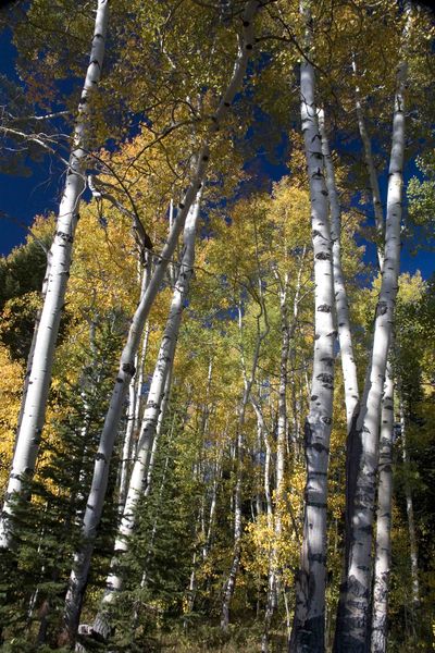 Aspen Grove. Photo by Dave Bell.