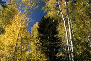 Aspen Forest. Photo by Dave Bell.