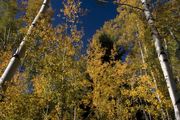 Aspen and Blue Sky. Photo by Dave Bell.