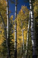 Golden Aspen. Photo by Dave Bell.