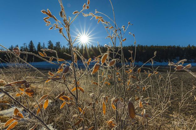 Frosty Morning. Photo by Dave Bell.