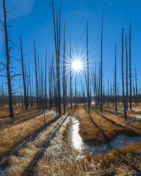 Skeleton Shadows. Photo by Dave Bell.