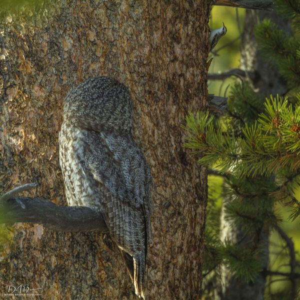 Annoying Visitor. Photo by Dave Bell.