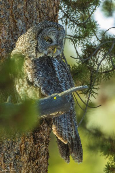 Eye. Photo by Dave Bell.