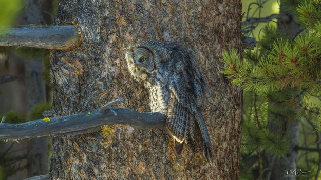 Gyrations. Photo by Dave Bell.